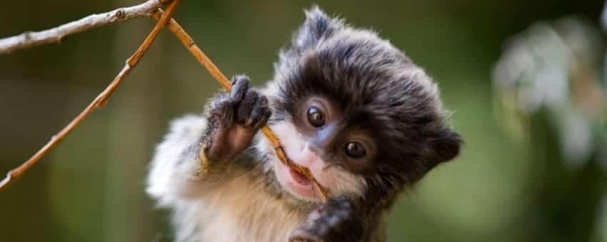 Being inventive in the year of the monkey breeds success. Hey, ya gotta eat!